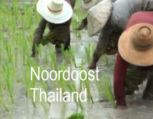 Lees meer over het artikel Thailand